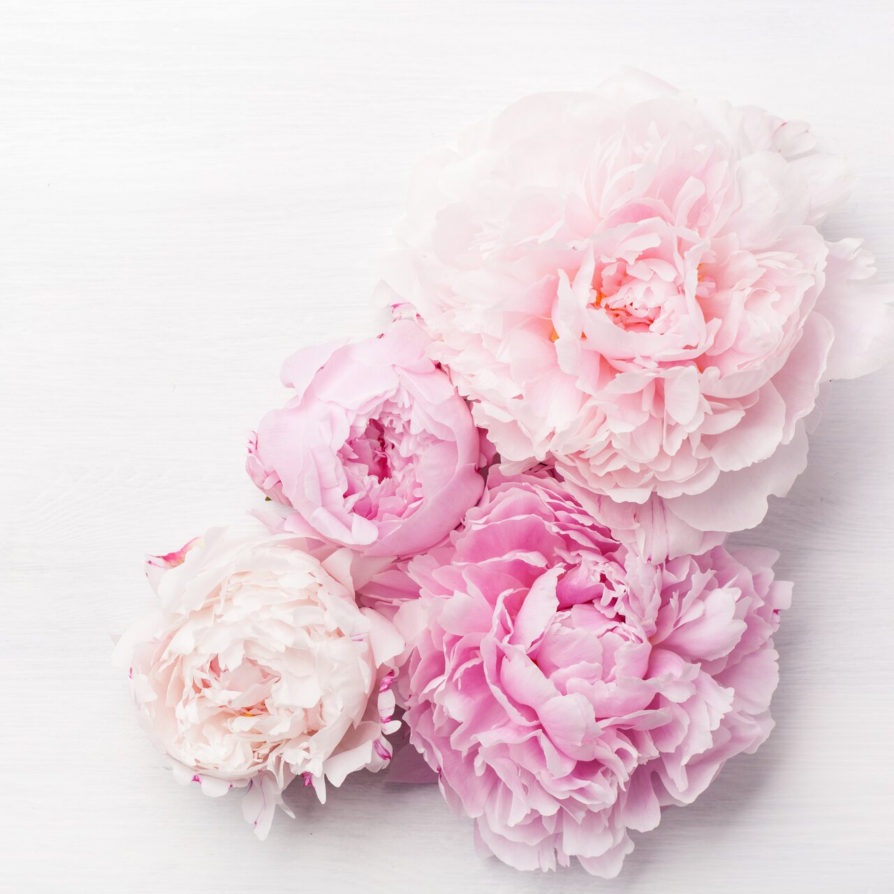 Bouquet mit vier blühenden Pfingstrosen in blassrosa Farbtönen auf weißen Hintergrund