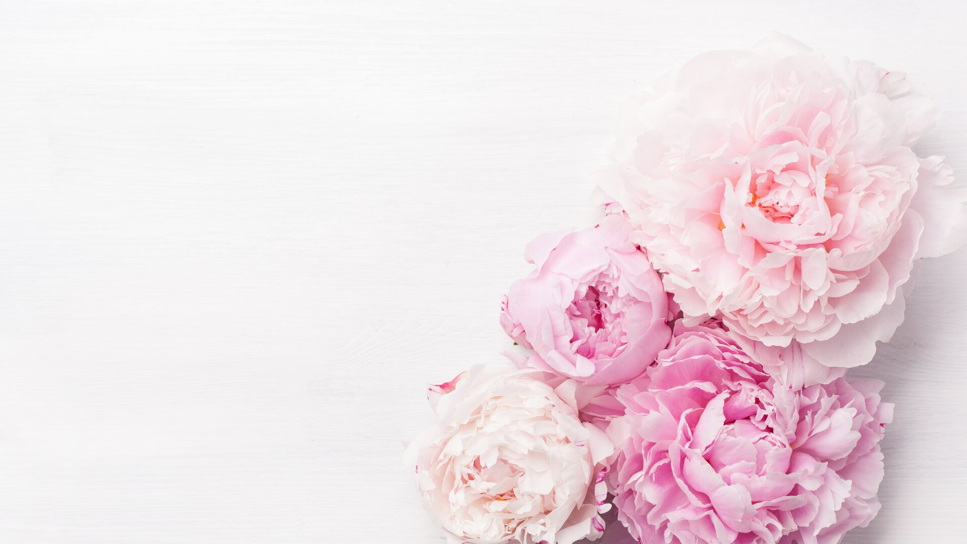 Bouquet mit vier blühenden Pfingstrosen in blassrosa Farbtönen auf weißen Hintergrund