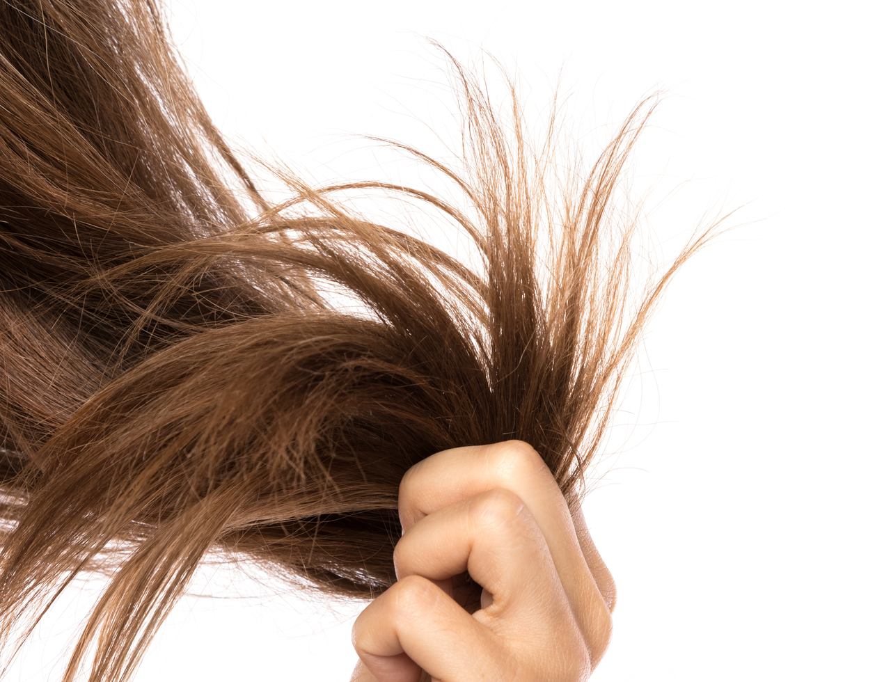 Spliss sind gespaltene Haarspitzen Trockene Haarspitzen und Spliss einer Frau mit langen, braunen Haaren, die sie in die Höhe hält